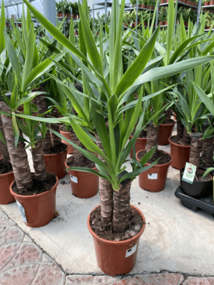 Юкка 2 STEAM - Цена по запросу