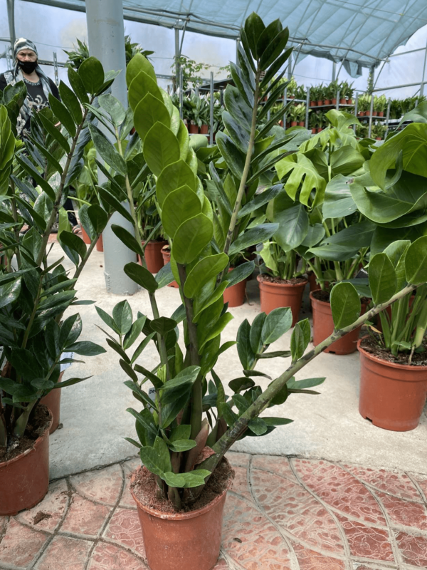 Замиокулькас - по запросу