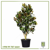 Магнолия Крупноцветковая