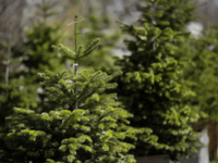 Новогодняя ёлка(живая) Пихта Нормандина от 150см