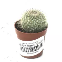 КАКТУС ШАР МИКС В РЯД