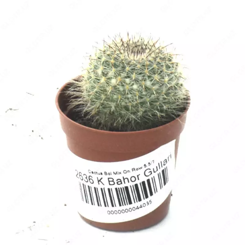 КАКТУС ШАР МИКС В РЯД