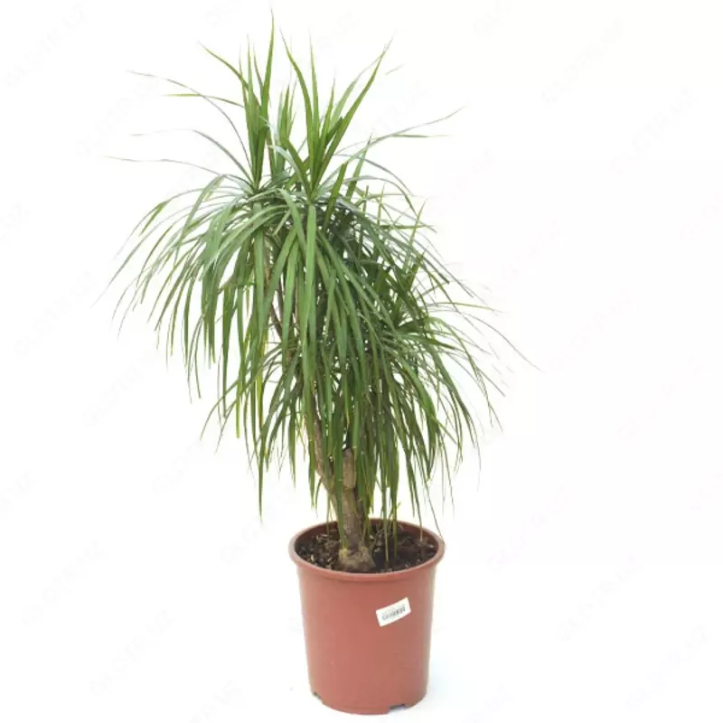 драцена маргината