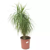 драцена маргината