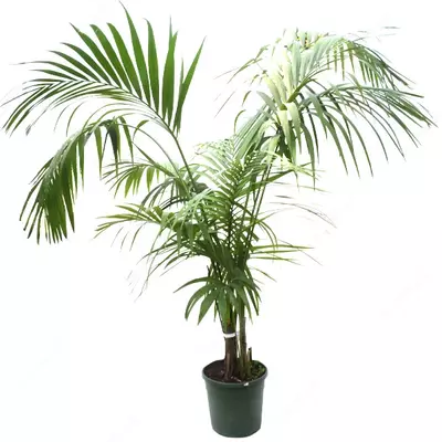 Ховея Форстера (форстериана) 180 см.