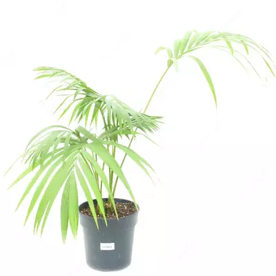 ХОВЕЯ ФОРСТЕРА Л 5 В/Д 90-100