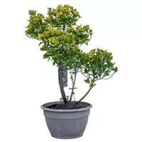 EUONYMUS JAP. ELEGANT. AUREU Pom-pom