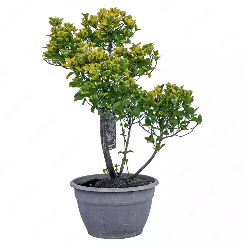 EUONYMUS JAP. ELEGANT. AUREU Pom-pom