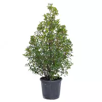 PHOTINIA FRASERI CORAL CARRE' ROUGE