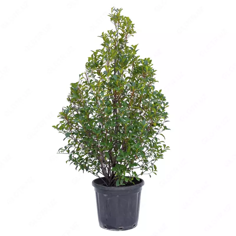 PHOTINIA FRASERI CORAL CARRE' ROUGE