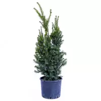 TAXUS MEDIA HILLII