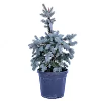 PICEA PUNGENS OLDENBURG -