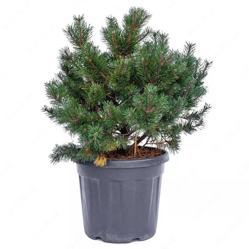 СОСНА ГОРНАЯ ГНОМ.