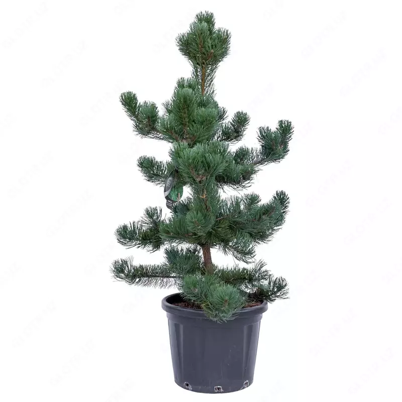 PINUS NIGRA 'OREGON GREEN'
