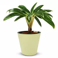 Аглаонема оватум фунгус.