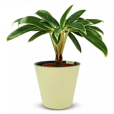 Аглаонема оватум фунгус.