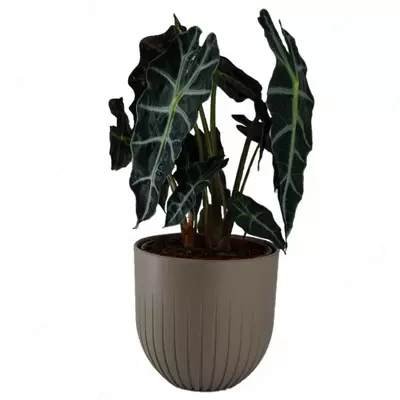 Алоказия Клобучковая