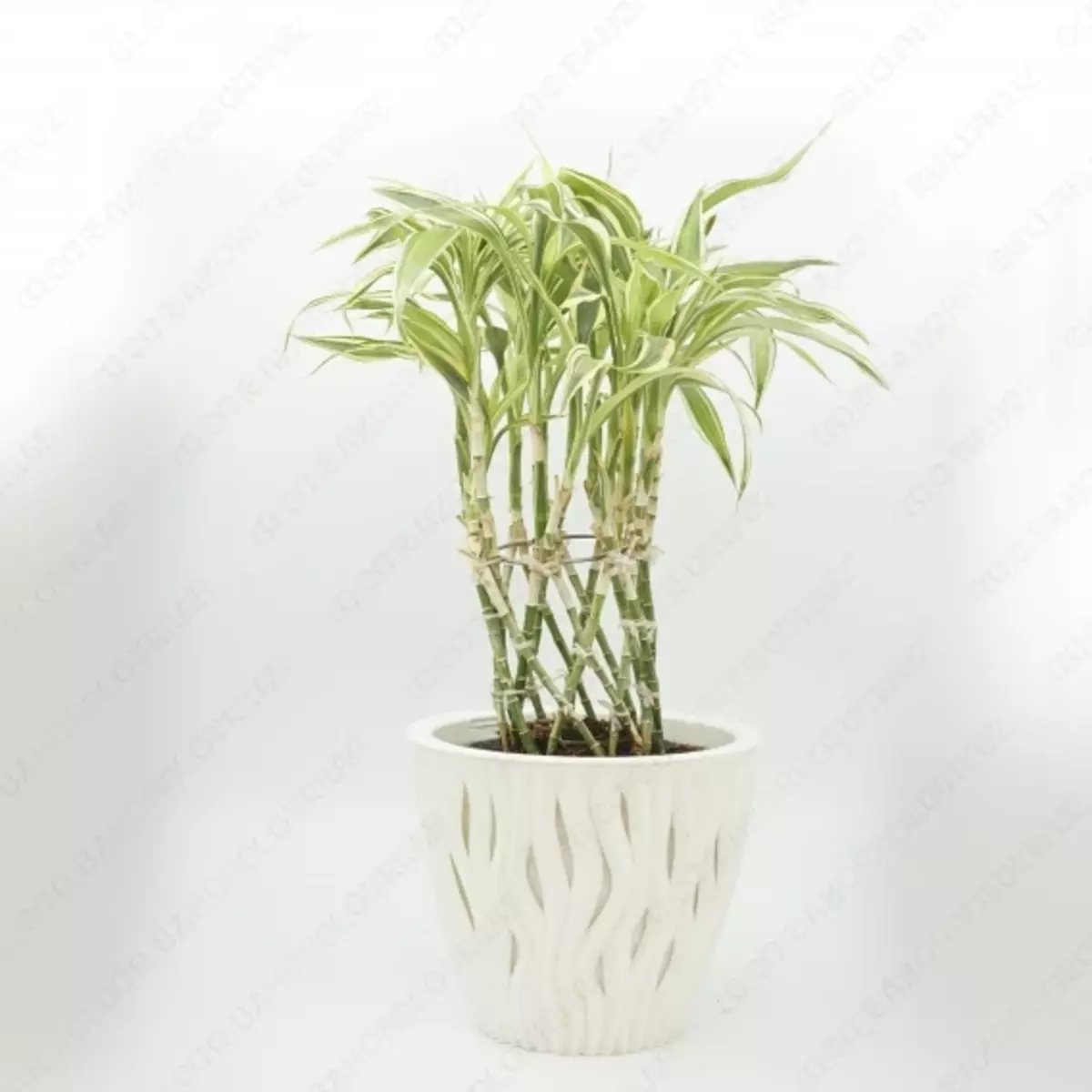 Драцена Сандера Dracaena sanderiana