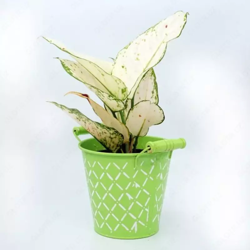 Аглаонема Вайт Джой