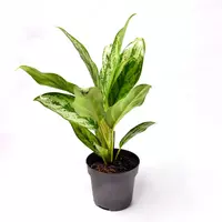 АГЛАОНЕМА АМАЗОН СИЛЬВЕР 30 СМ