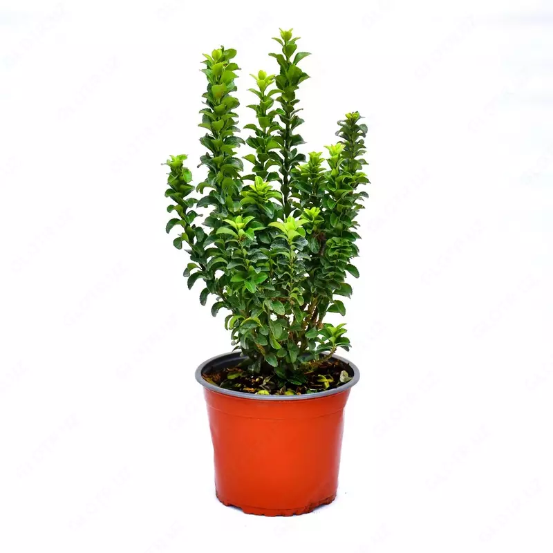 Бересклет японский Бенкомасаки 30-40см