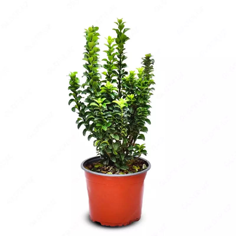 Бересклет японский Бенкомасаки 30-40см - 203 500 сум