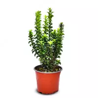 Бересклет японский Бенкомасаки 30-40см - 203 500 сум