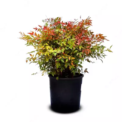 Nandina uy o‘simligi