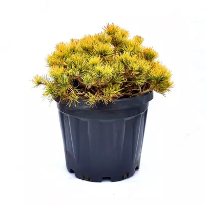 Sosna g‘or na ofir