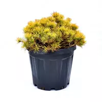 Сосна горная офир 40-50 см.