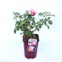 РОЗА В АССОРТИМЕНТЕ Л 6