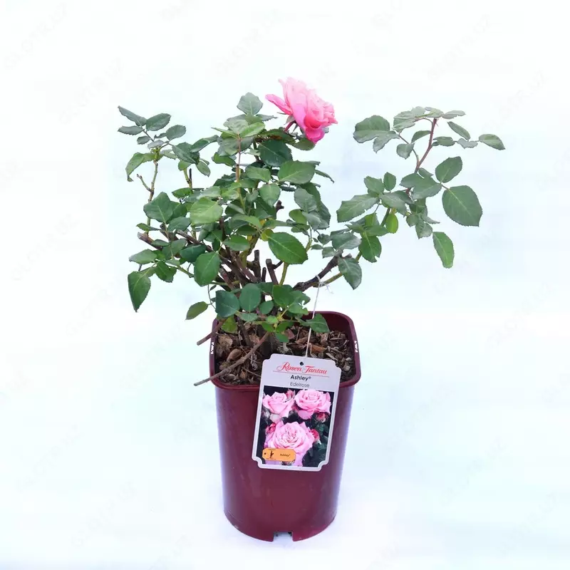 РОЗА В АССОРТИМЕНТЕ Л 6