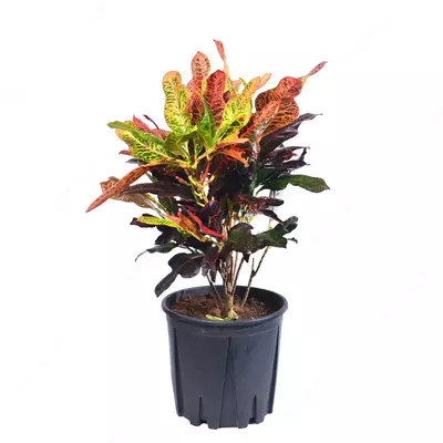 Kodieum variagatum 40-45 sm.