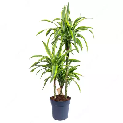 Драцена фрагранс «Голден Кост» (Dracaena fragrans Golden Coast) - 683 000 сум / шт.