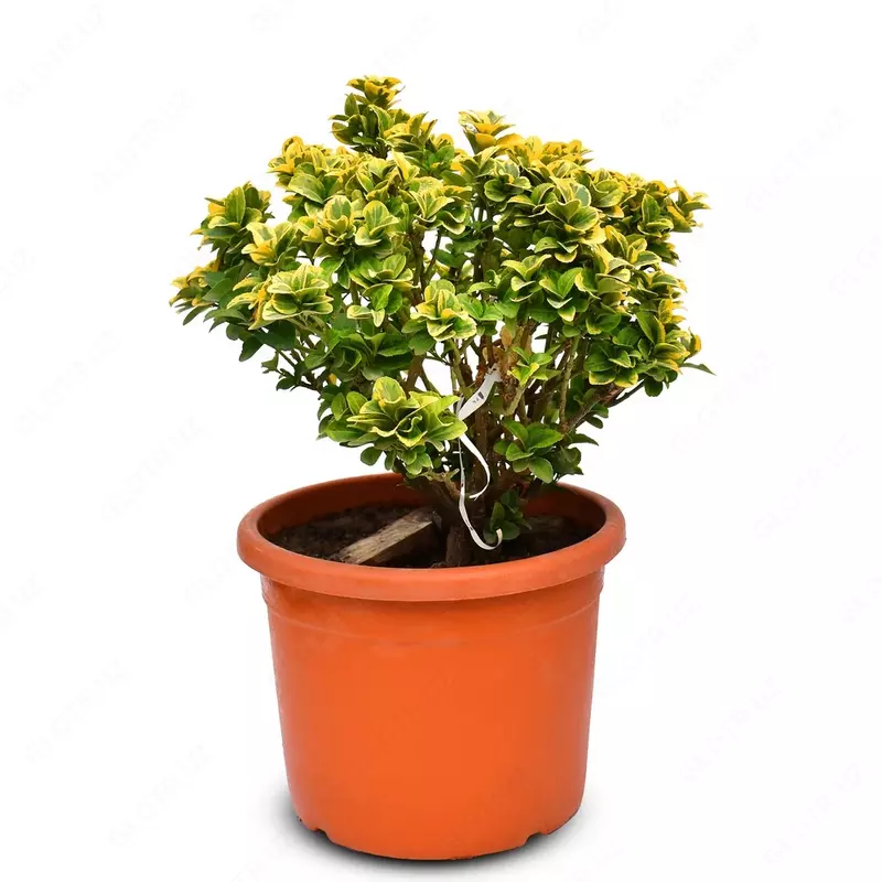 Японский бересклет ауреа шар.