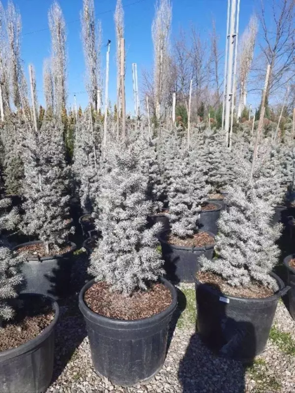  Голубая ель - 