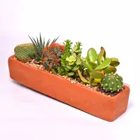 Компактный кактус на подносе цветной хлопок.