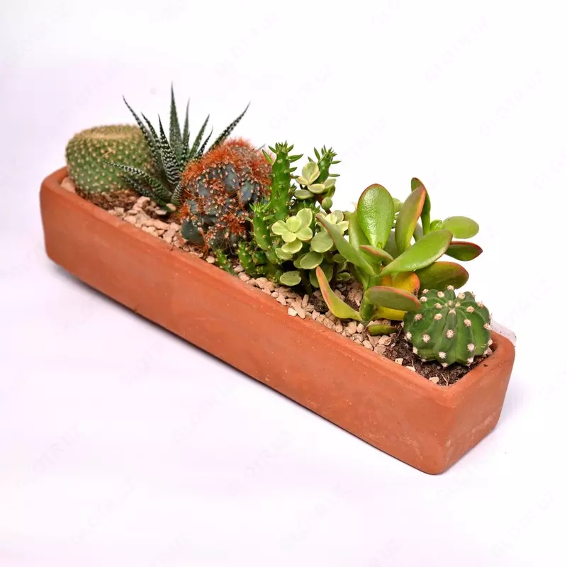 Компактный кактус на подносе цветной хлопок. - 880 000 сум