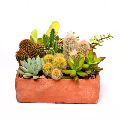 880 000 сум / шт. Компактный кактус на подносе цветной хлопок.