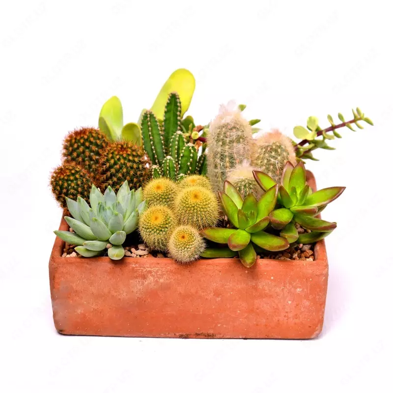 880 000 сум Компактный кактус на подносе цветной хлопок.