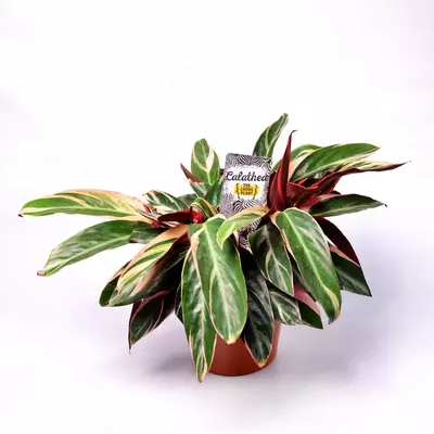 Строманта триостар (Stromanthe sanguinea).