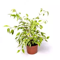 Фикус бенджамина кинки 12-25 см.