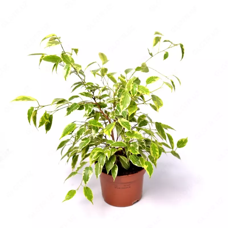 Фикус бенджамина кинки 12-25 см.