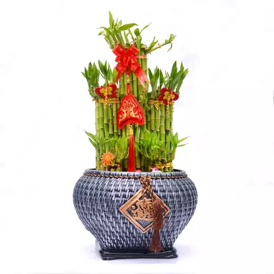 Драцена Сандера (Dracaena sanderiana) 40-50 см.