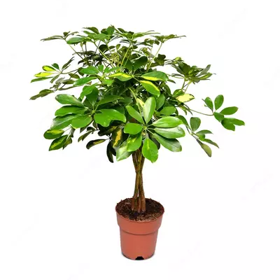 Шеффлера Голд Капелла с плетёным стеблем