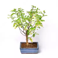 Бонсай в Керамике