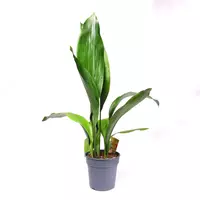 Аспидиастра высокая 70 см.