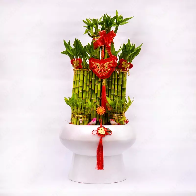 Драцена сандериана круглая