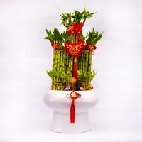 Драцена сандериана круглая