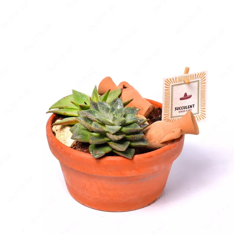 Сбор Эхеверия пурпурная